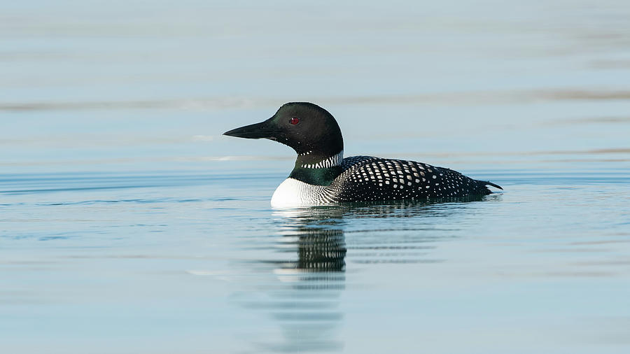 Common Loon Photograph by CR Courson