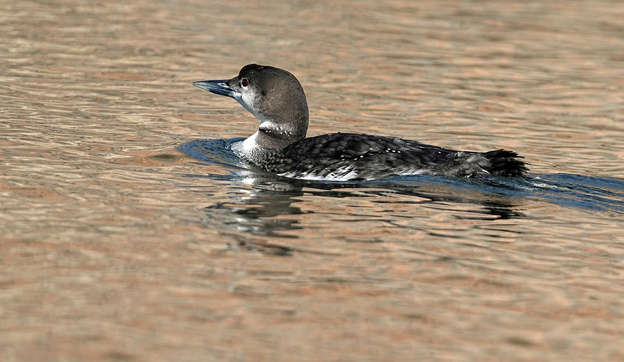 Common Loon Photograph by Dale Matson - Fine Art America