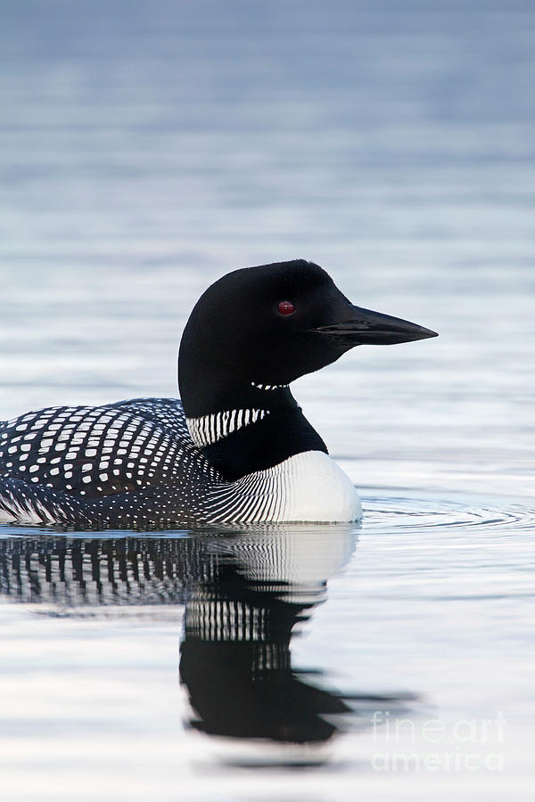 Common Loon in Summer Photograph by Arterra Picture Library