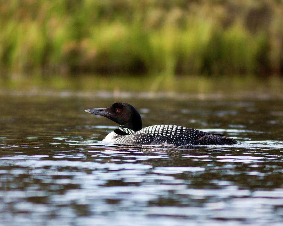 Common Loon Photograph by John Rowe