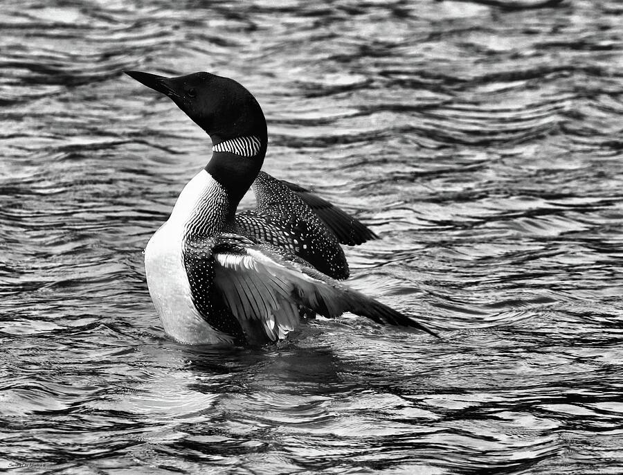 Common Loon Rising in Black and White Photograph by Sandra Huston
