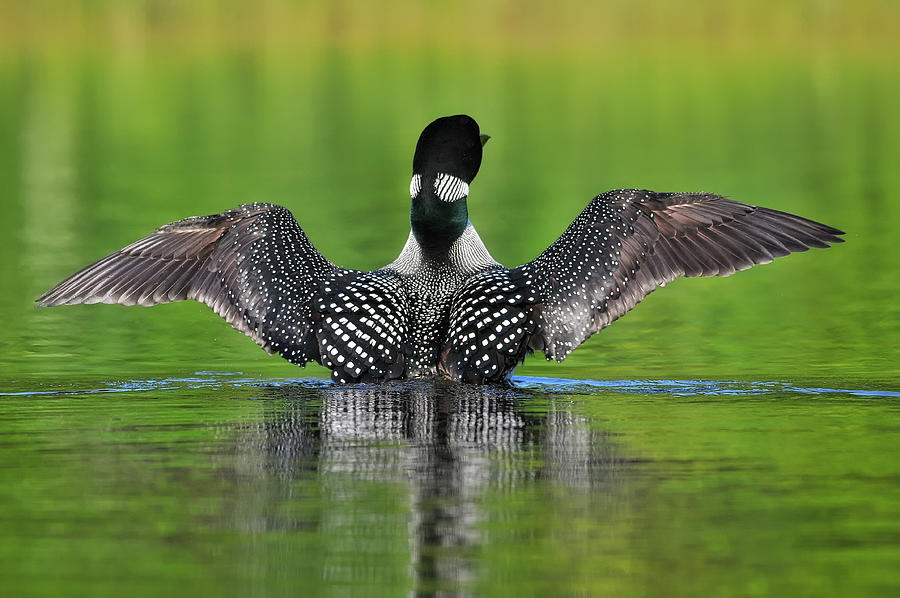 Common Loon Photograph by Robert Libby