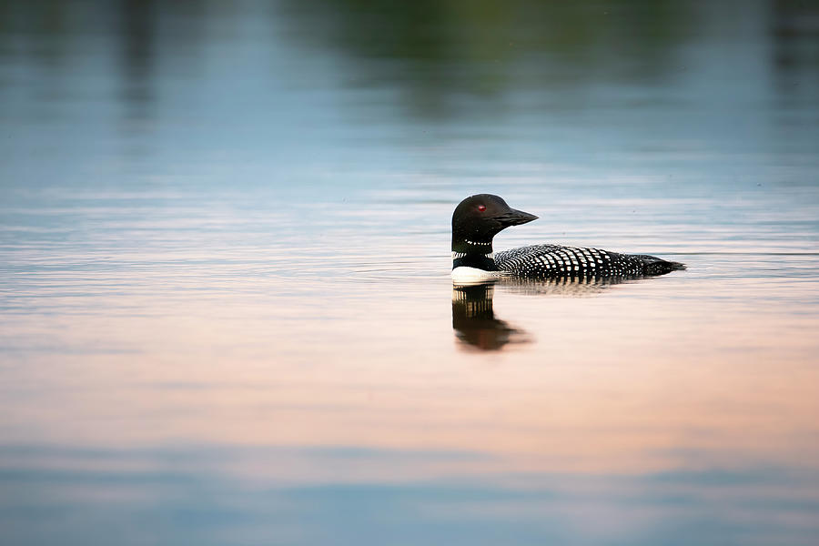 Common Loon Photograph by Scott Slone