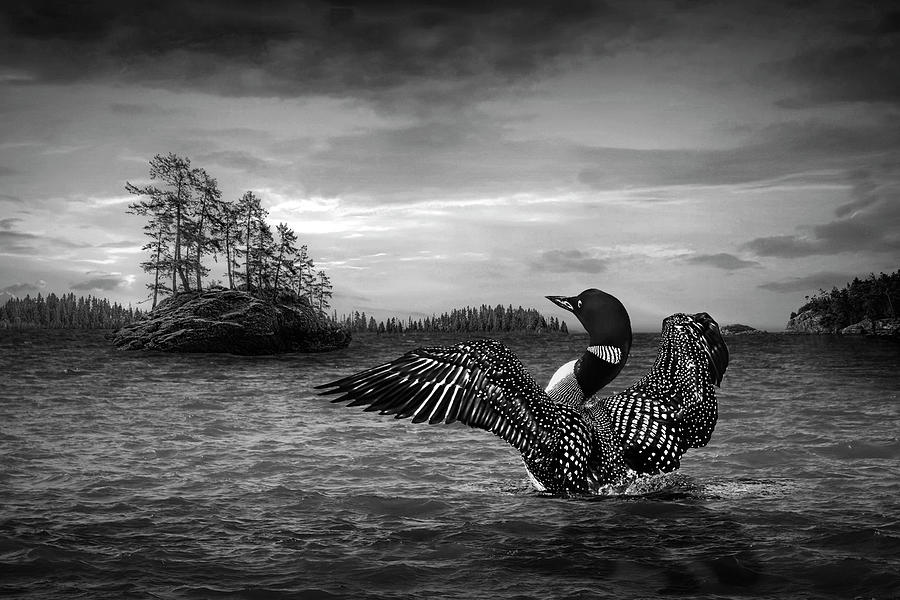 Common Loon spreading its wings on a Northern Lake in Black and Photograph by Randall Nyhof