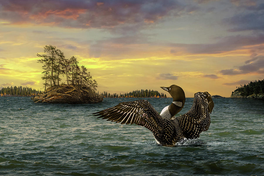 Common Loon spreading its wings on a Northern Lake Photograph by Randall Nyhof