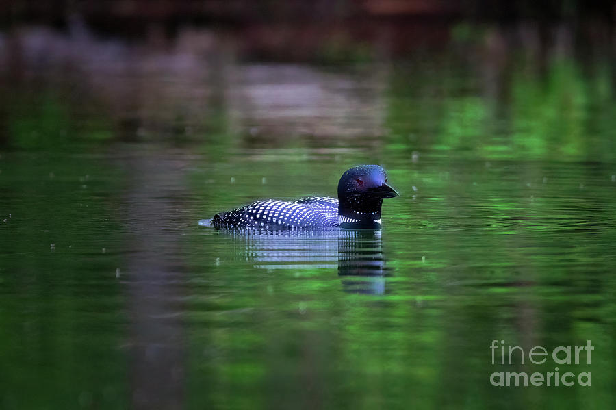 Common Loon Photograph by Thomas Nay