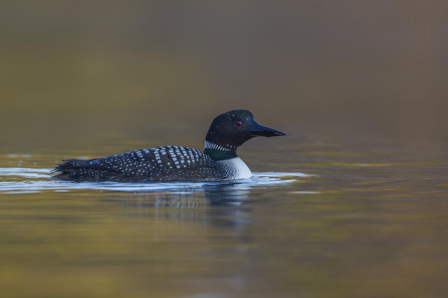 Common Loon Photograph by Timothy McIntyre
