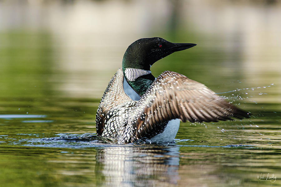 Common Loon wingspread Photograph by Nick Leadley | Fine Art America