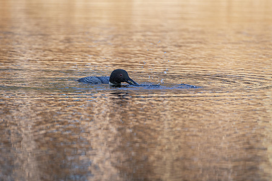 Common Loon With A Fish 2019-1 Photograph by Thomas Young