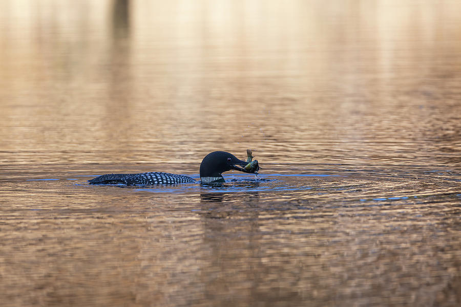 Common Loon With A Fish 2019-2 Photograph by Thomas Young