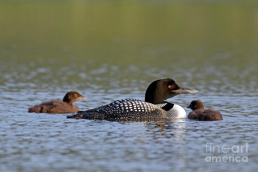 Common Loon with Chicks Photograph by Arterra Picture Library