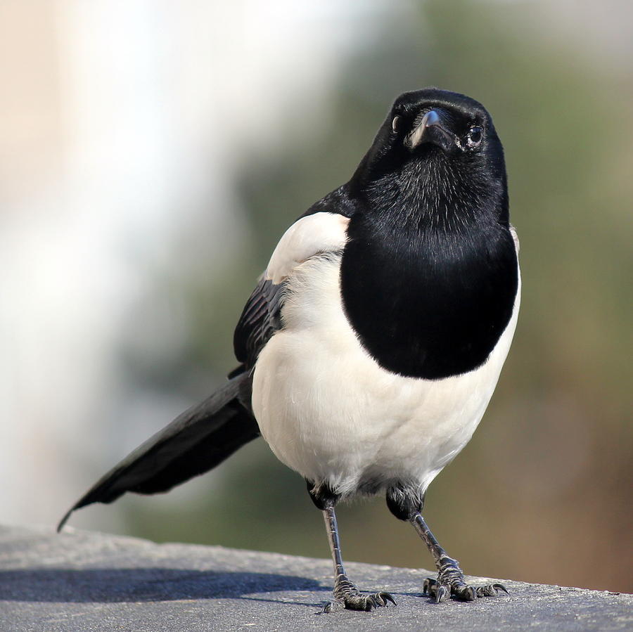 Common magpie Photograph by Ger Bosma