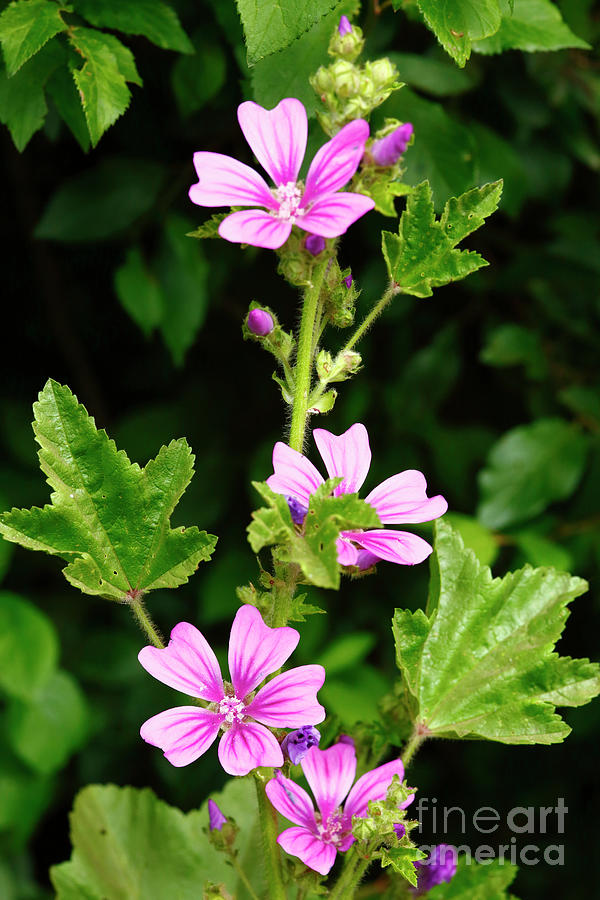 Common Mallow Plant in Flower Photograph by James Brunker - Pixels