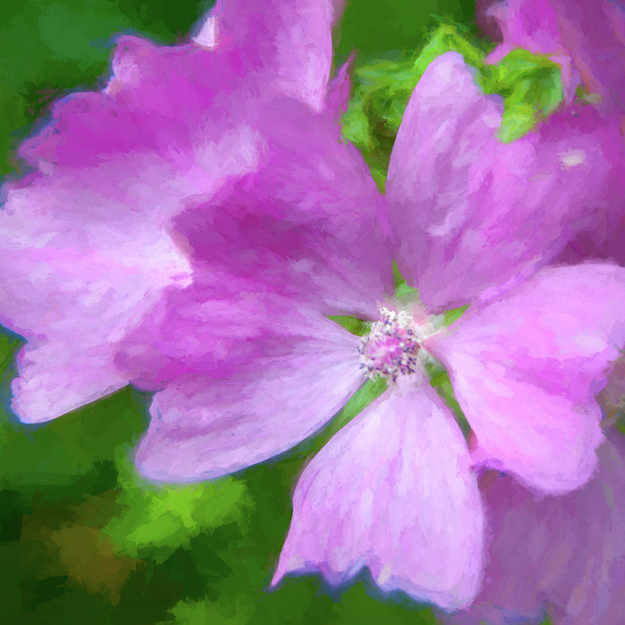 Common Mallow Photograph by W Chris Fooshee