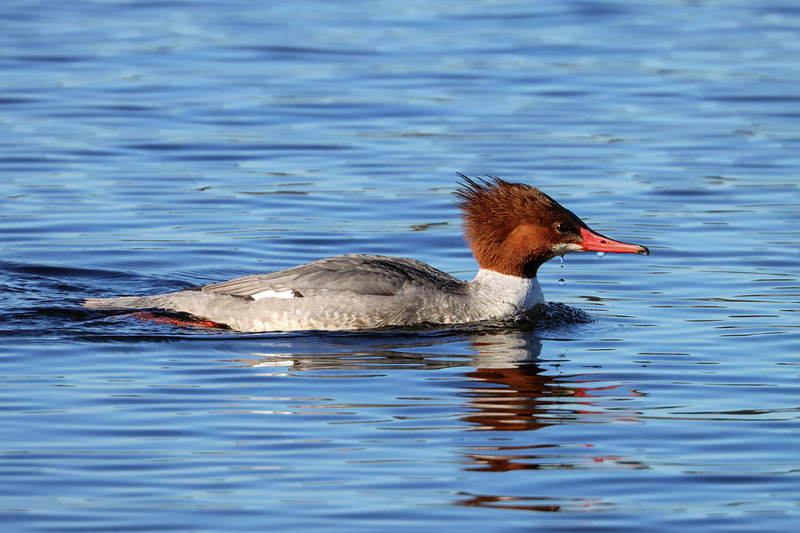 Common Merganser Female Photograph by Joseph Siebert - Fine Art America