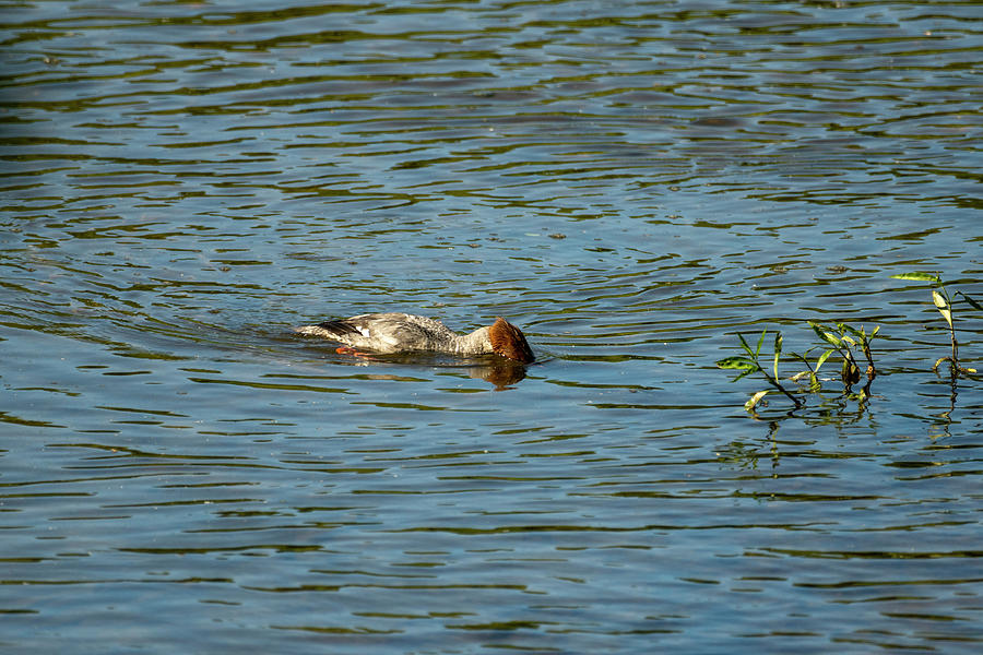 Common Merganser Looking Underwater For Fish Photograph By Dan Friend Pixels