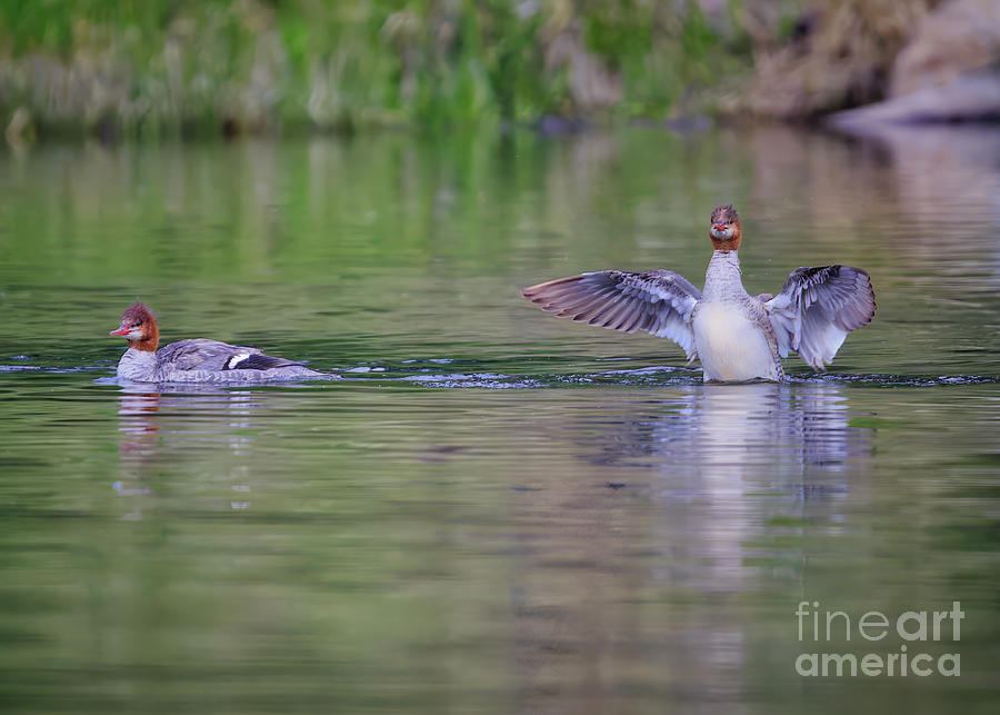 Common Merganser showing off Photograph by Thomas Nay