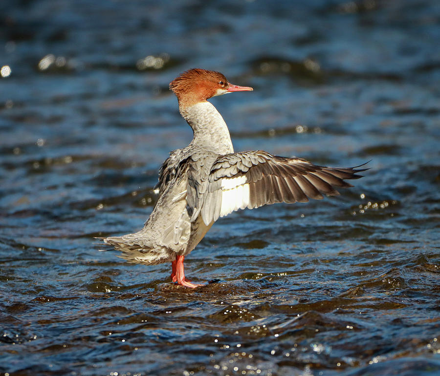 Common Merganser Spreading Wings Photograph by Dan Sproul