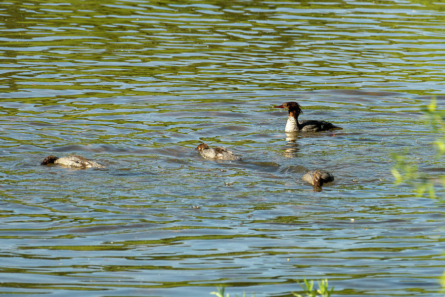 Common Mergansers with heads underwater Photograph by Dan Friend | Fine ...