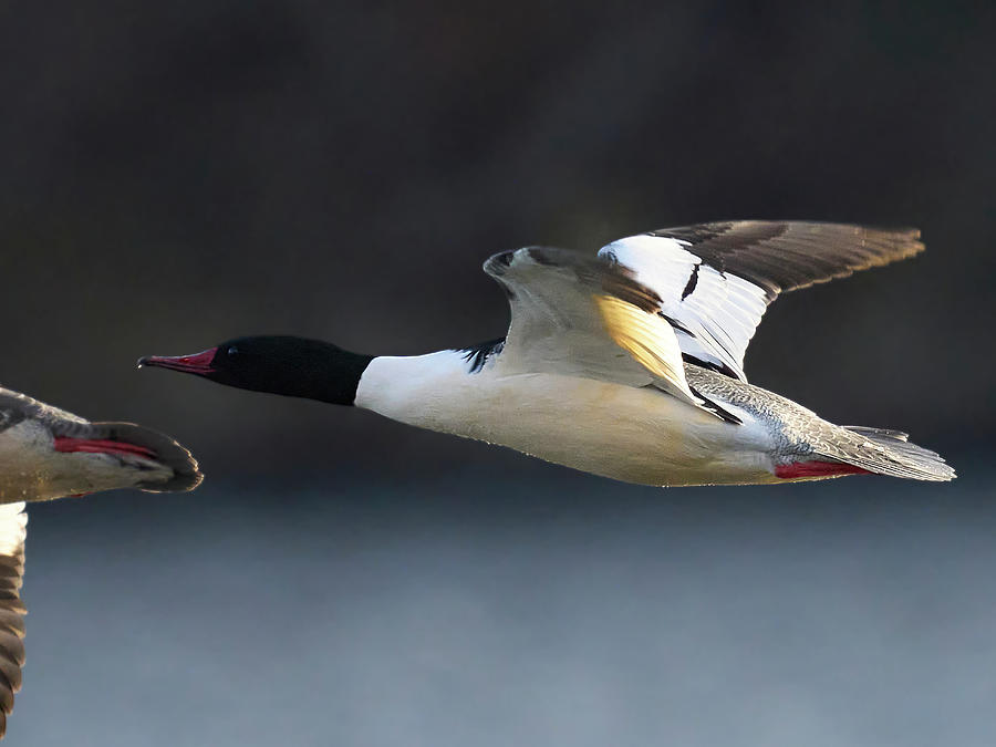 Common Mergansers wall art Photograph by Yuri Chaban - Fine Art America