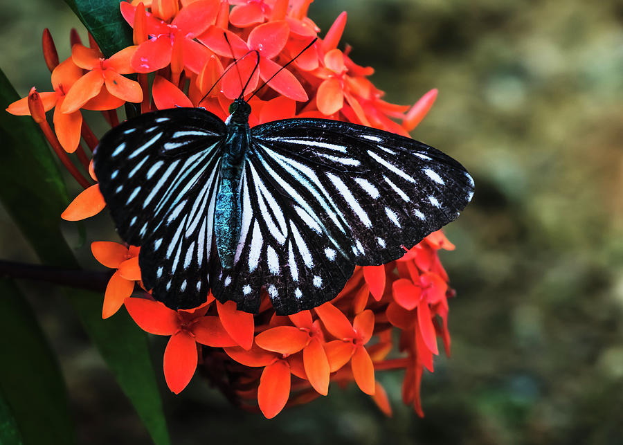 Common mime butterfly on flower Photograph by Vishwanath Bhat - Fine ...