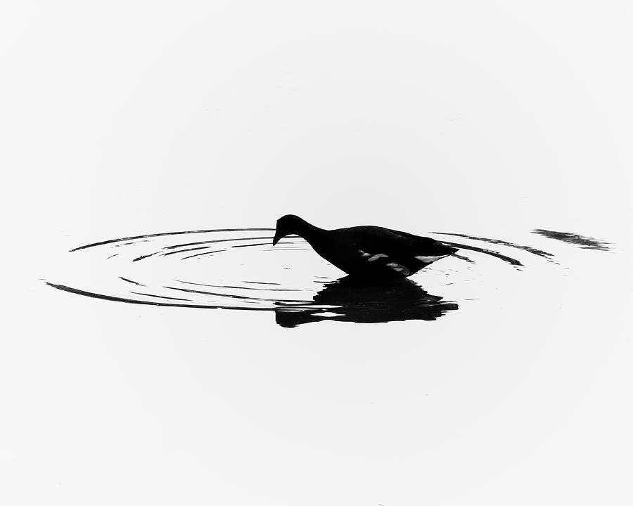 Common Moorhen Silhouette Photograph by Mitch Spence