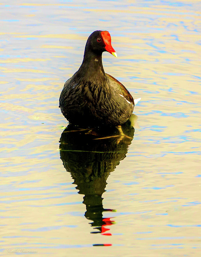 Common Moorhen All Wet Photograph by Kathi Isserman