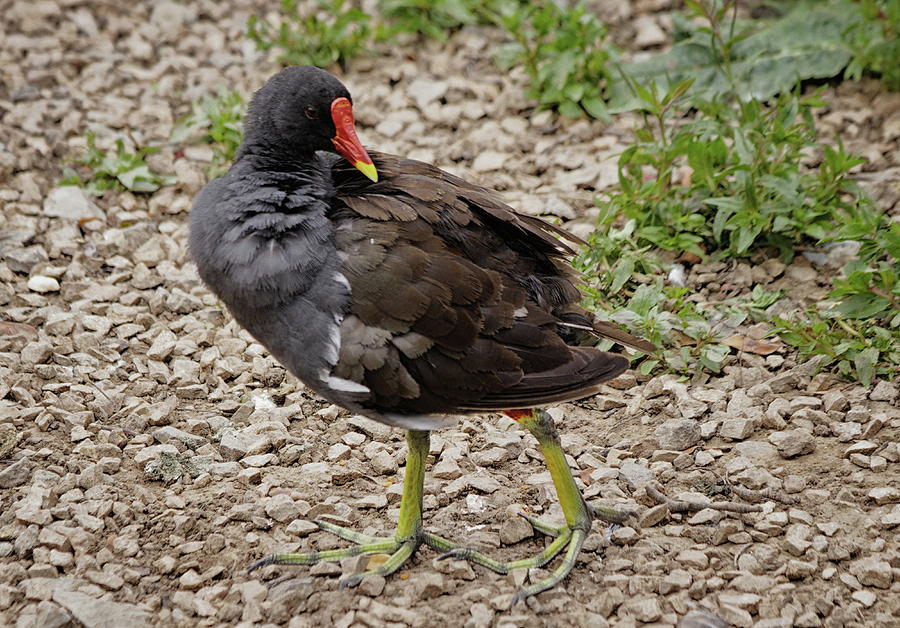Common Moorhen Photograph by Jeff Townsend