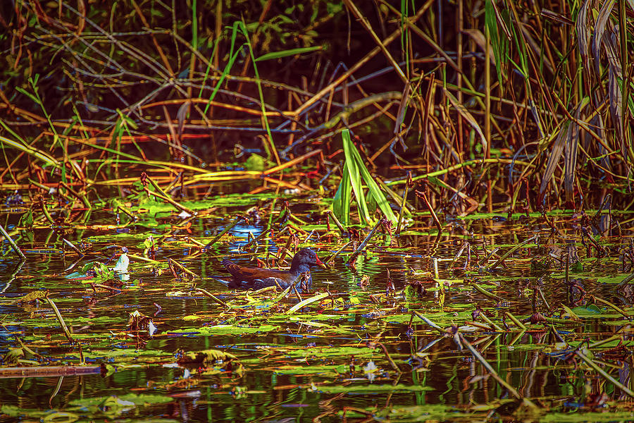 Common Moorhen #l4 Photograph by Leif Sohlman