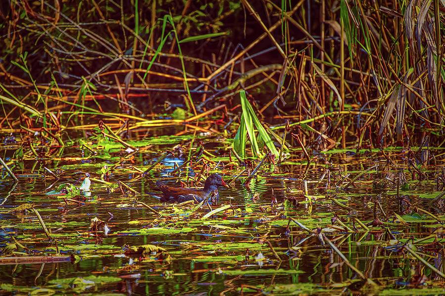 Bird Photograph - Common Moorhen #l4 by Leif Sohlman