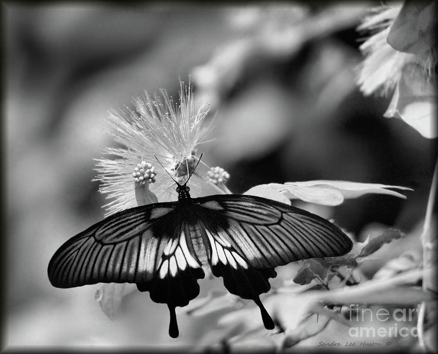 Common Mormon Butterfly in Black and White Photograph by Sandra Huston