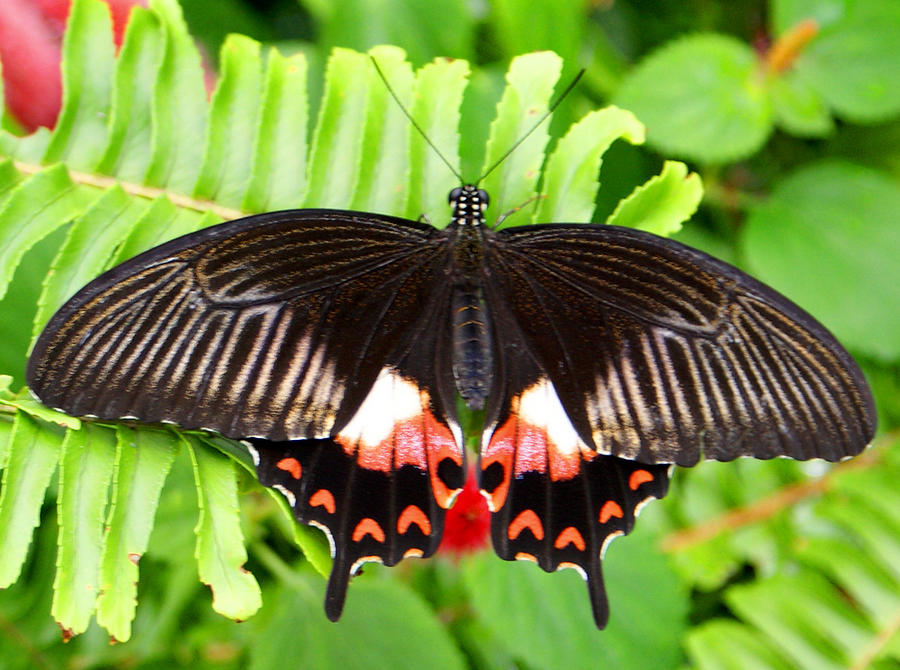 Common Mormon Butterfly Photograph by Jean Haynes | Pixels