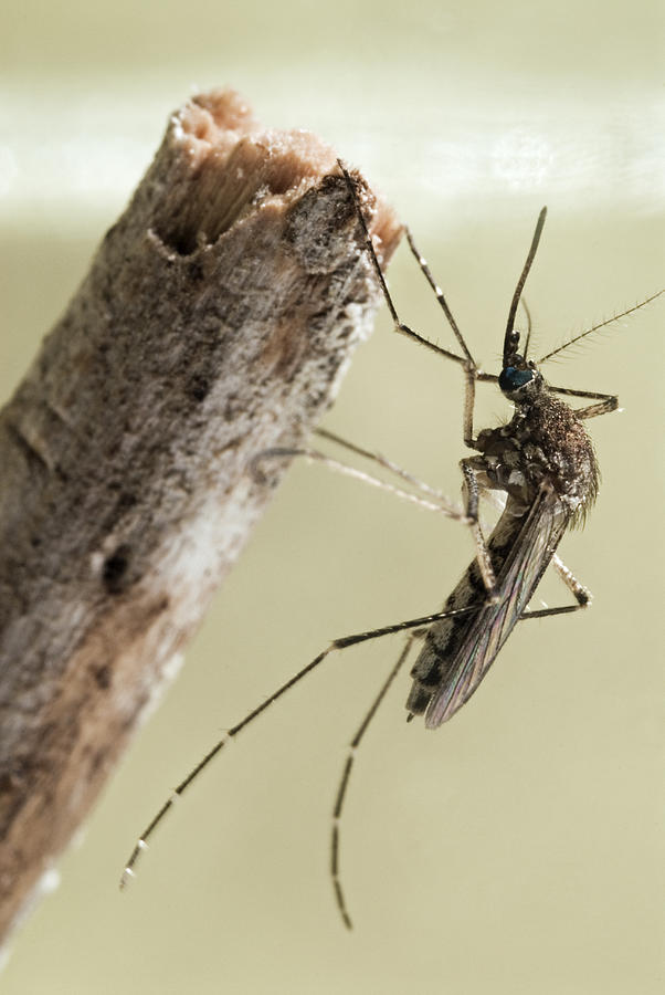 Common Mosquito Pest Aedes vexans Photograph by Doug4537