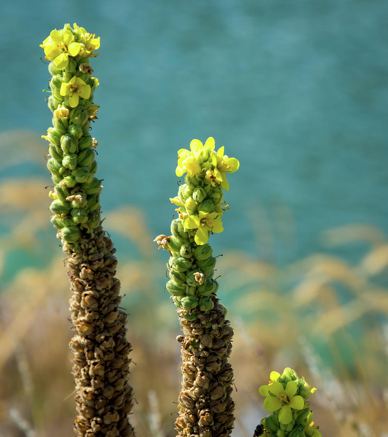 Common Mullein Blooms Photograph by Debra Martz