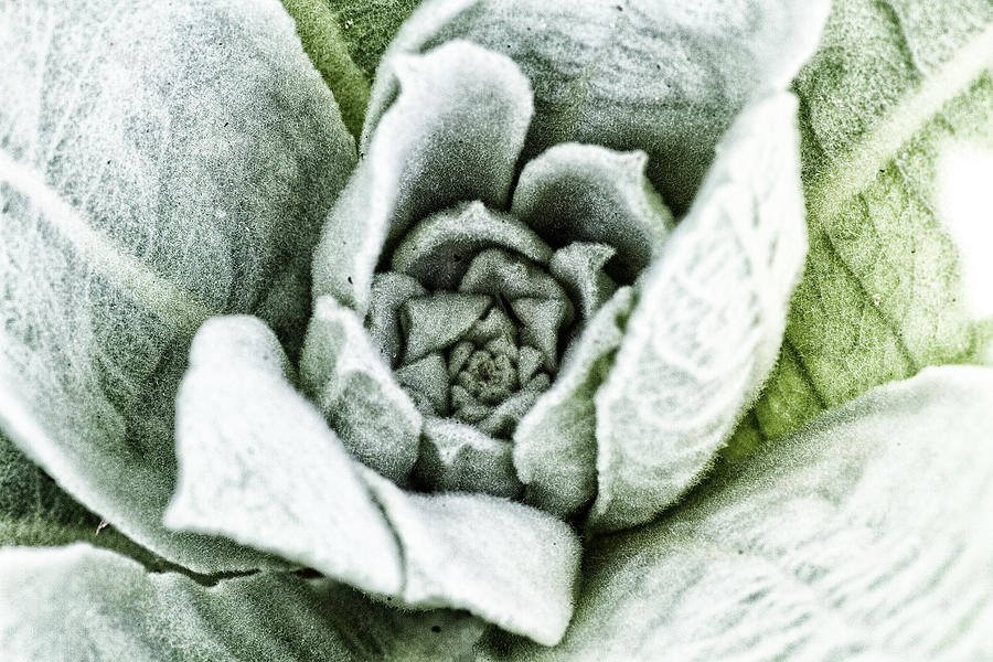 Common Mullein Closeup Photograph by Bob Decker