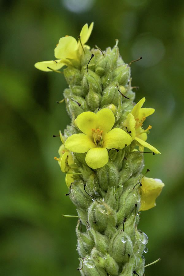 Common Mullein Wildflowers -Verbascum thapsus  Photograph by Kathy Clark