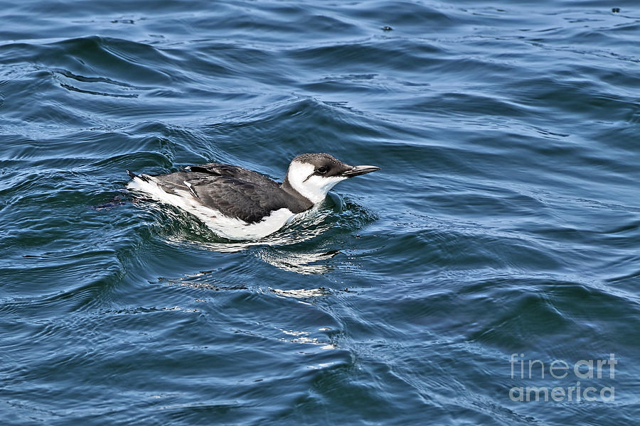 Common Murre Photograph by Amazing Action Photo Video