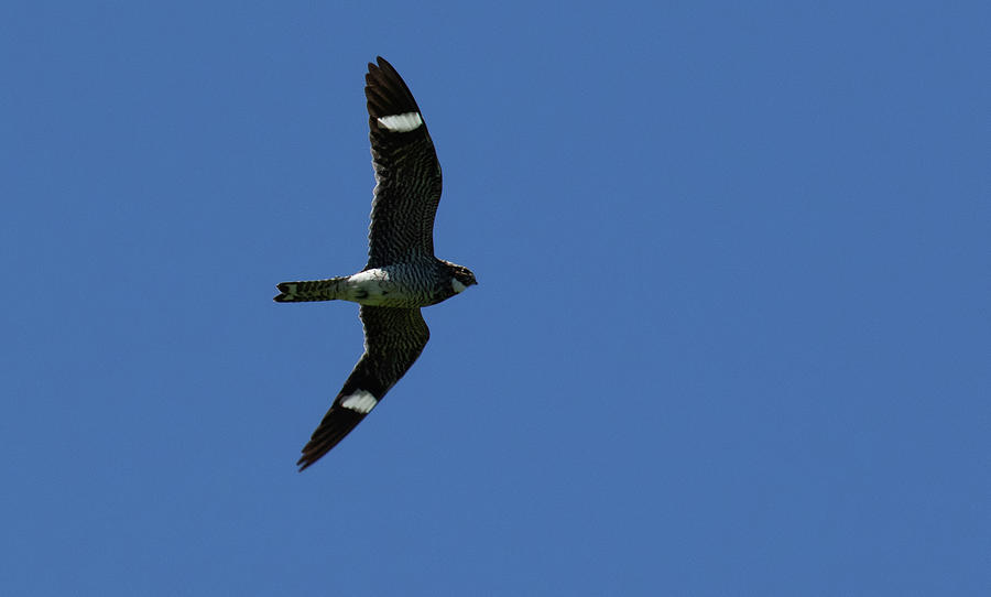 Common Nighthawk 2 Photograph by Christopher Borkowski - Fine Art America