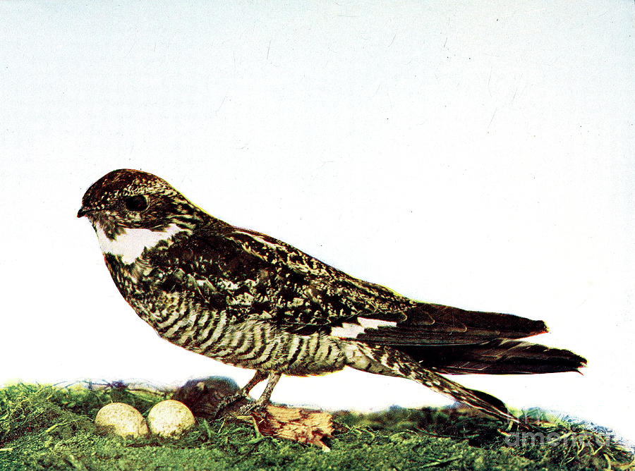 common nighthawk Chordeiles minor c1 Photograph by Historic ...