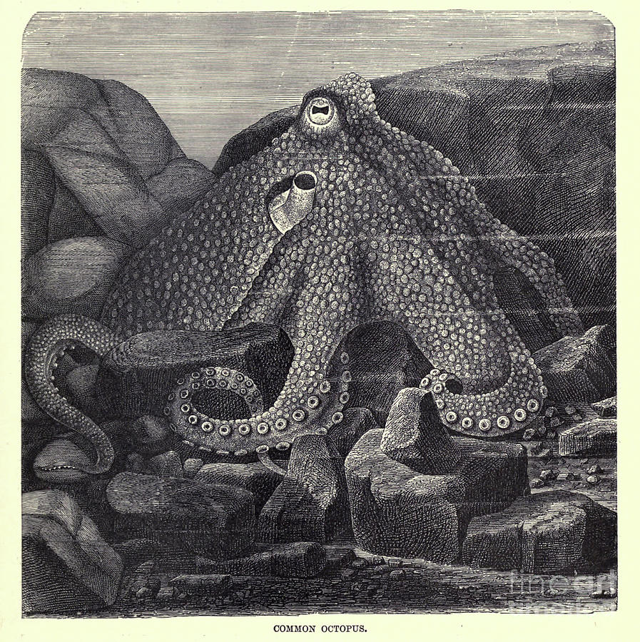 Common Octopus f5 Drawing by Historic Illustrations - Pixels