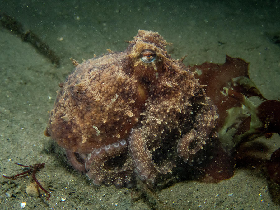Common octopus on the move Photograph by Brian Weber