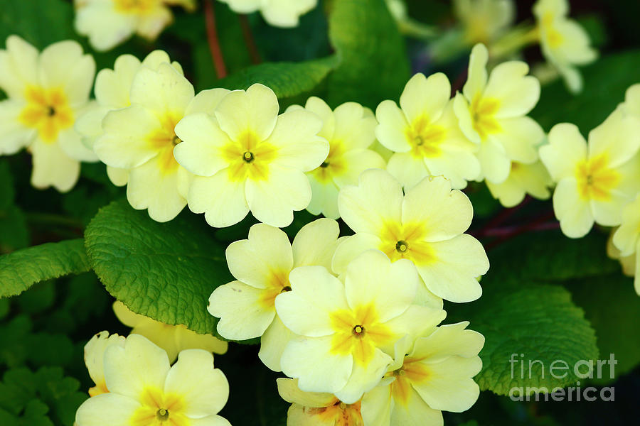 Common or English primroses Photograph by James Brunker