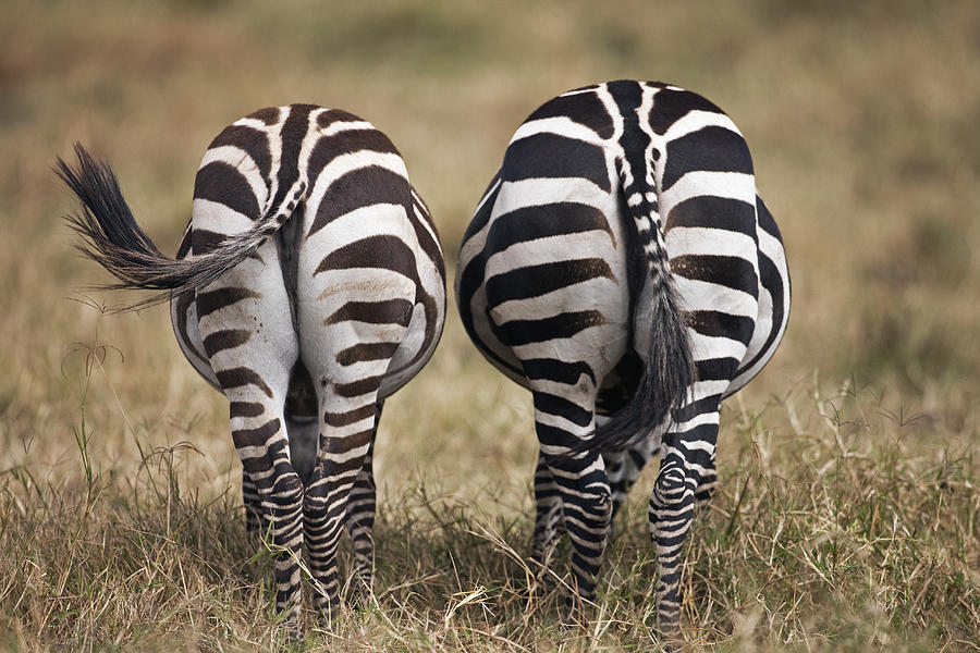 Common or Plains Zebra pair feeding - rear view Photograph by Anup Shah