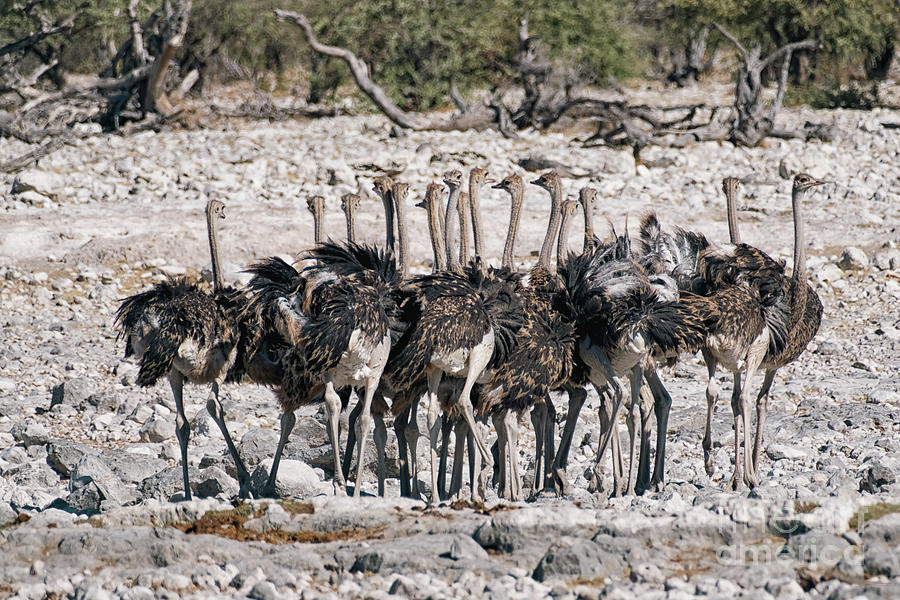 Common ostriches Struthio camelus, Etosha, Namibia Photograph by Patricia Hofmeester