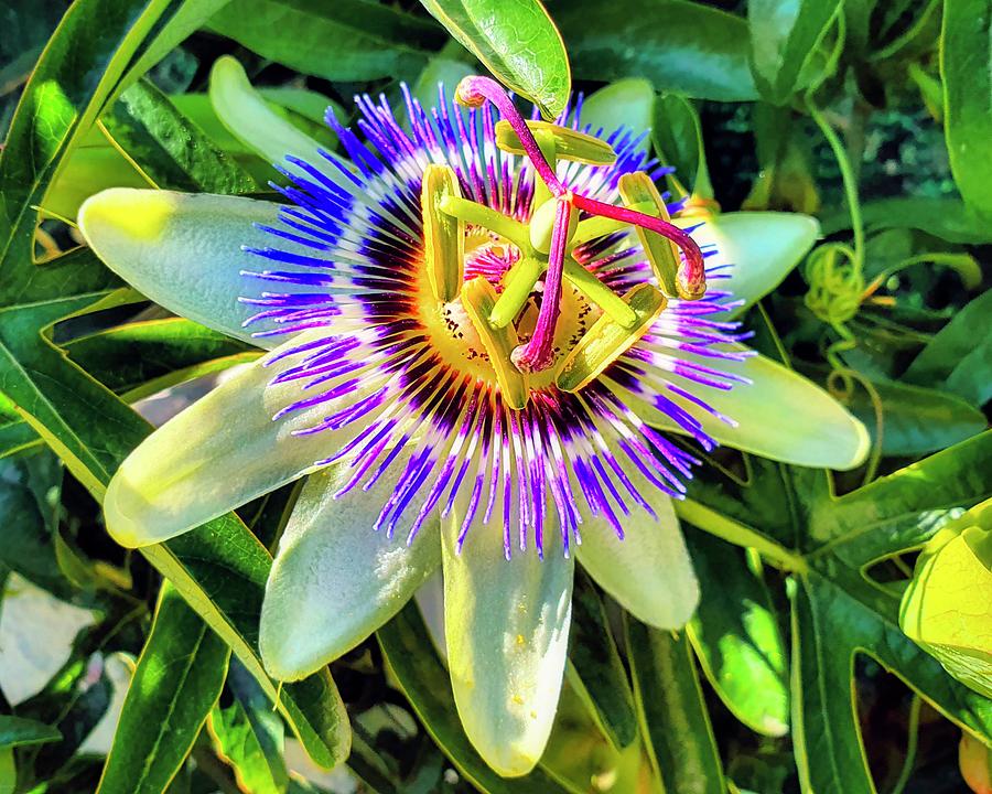 Common Passion Fruit Flower Photograph by Marco Sales