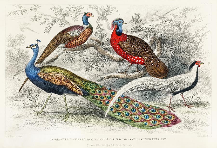 Peacock Painting - Common Peacock Ringed Pheasant Horned Pheasant and Silver Pheasant from A history of the earth and a by Les Classics