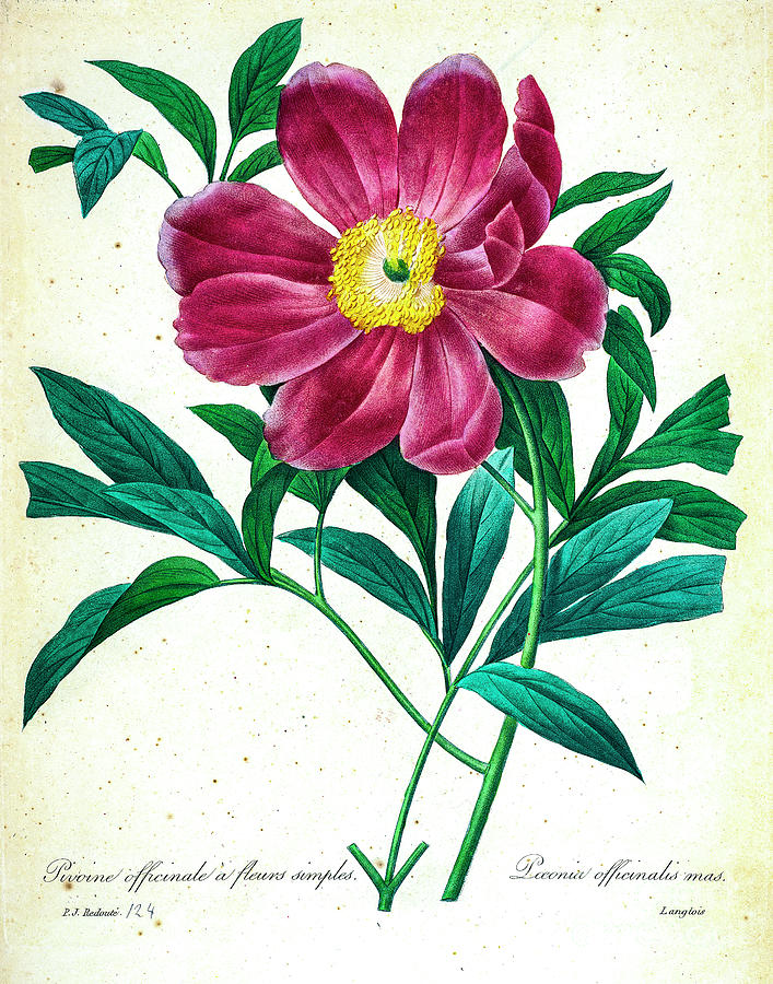 Common Peony Illustration 1827 R1 Drawing by Botany