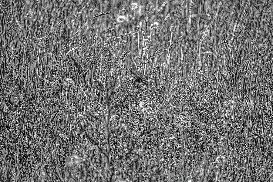 Bird Photograph - Common Pheasant BW #m7 by Leif Sohlman