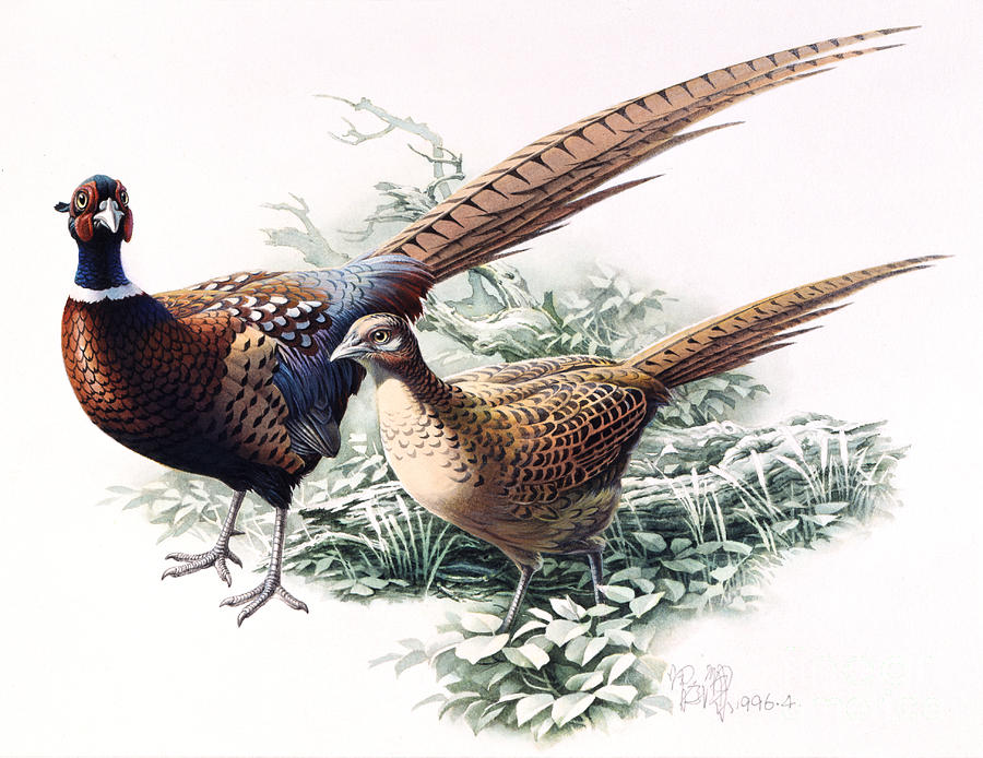 Common Pheasant Painting by Zeng Xiaolian