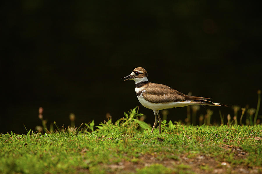 Common Plover Photograph by Karol Livote